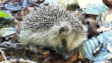 Igel_5.jpeg